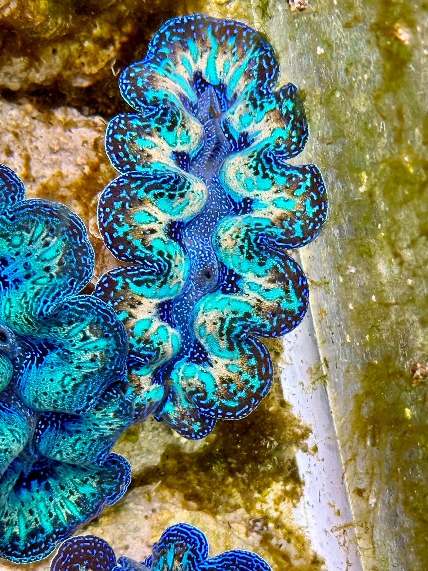 Captive Bred Cultured Rainbow Tridacna Clam 2” to 2.5 inches O