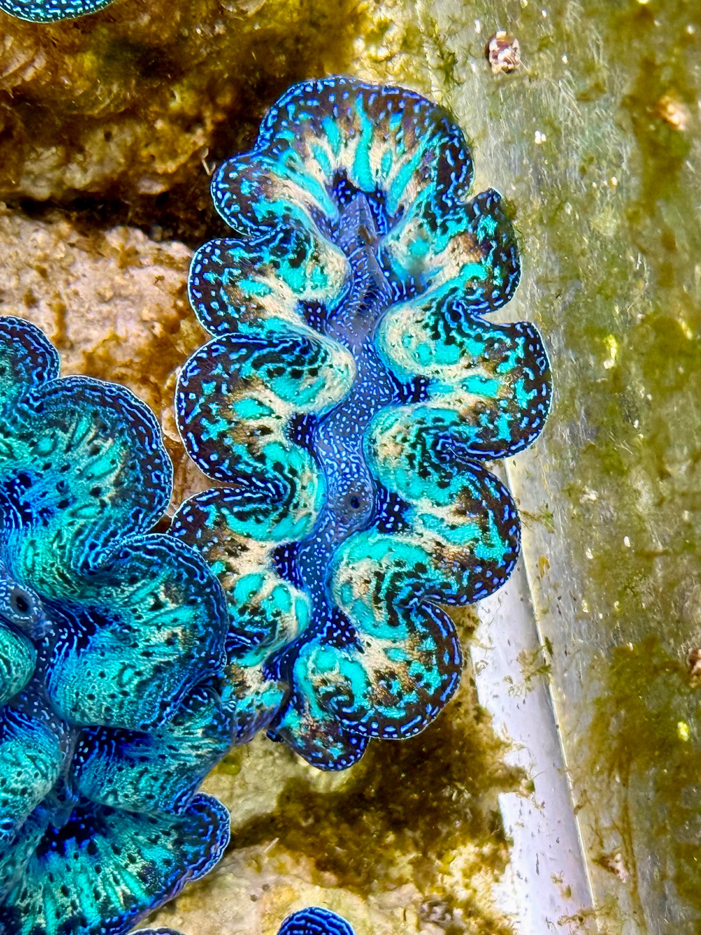 Captive Bred Cultured Rainbow Tridacna Clam 2” to 2.5 inches O