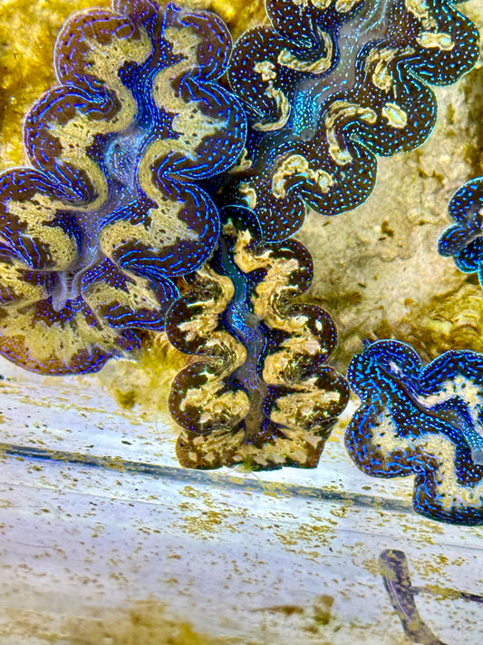 Captive Bred Cultured Tridacna Clam 2” to 2.5 inches P