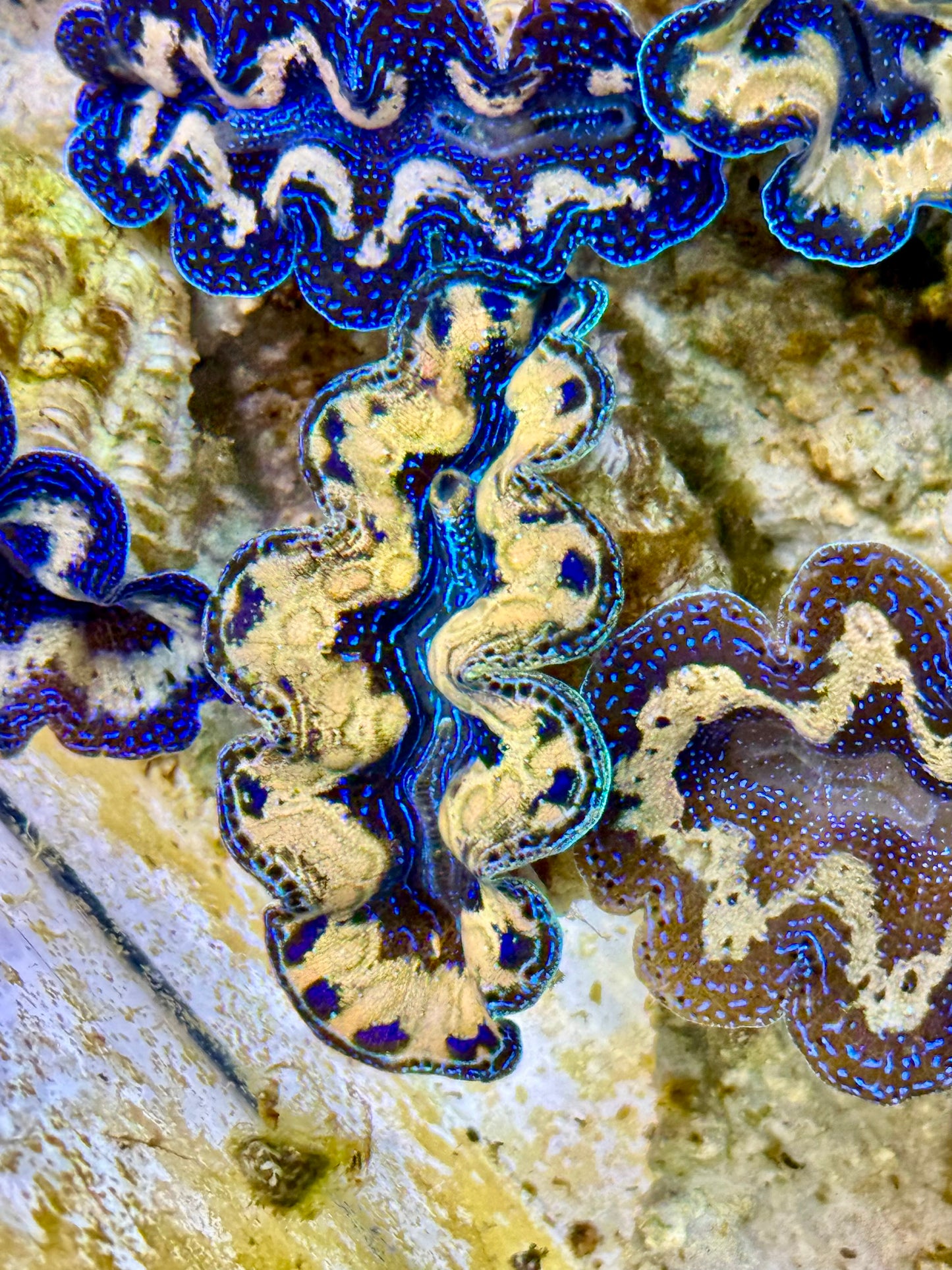 Captive Bred Cultured Tridacna Clam 2” to 2.5 inches P