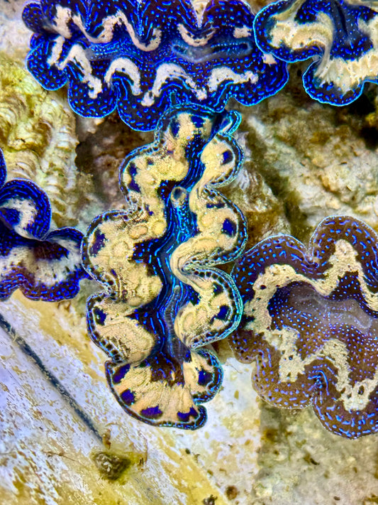 Captive Bred Cultured Tridacna Clam 2” to 2.5 inches P