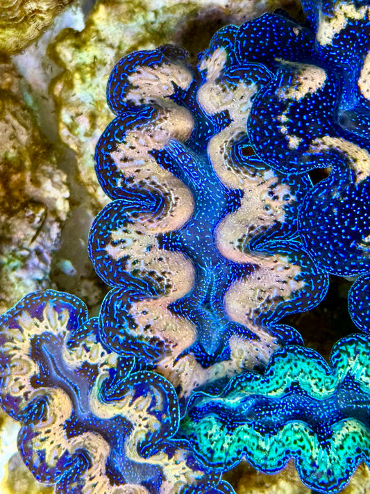 Captive Bred Cultured Tridacna Clam 2” to 2.5 inches P