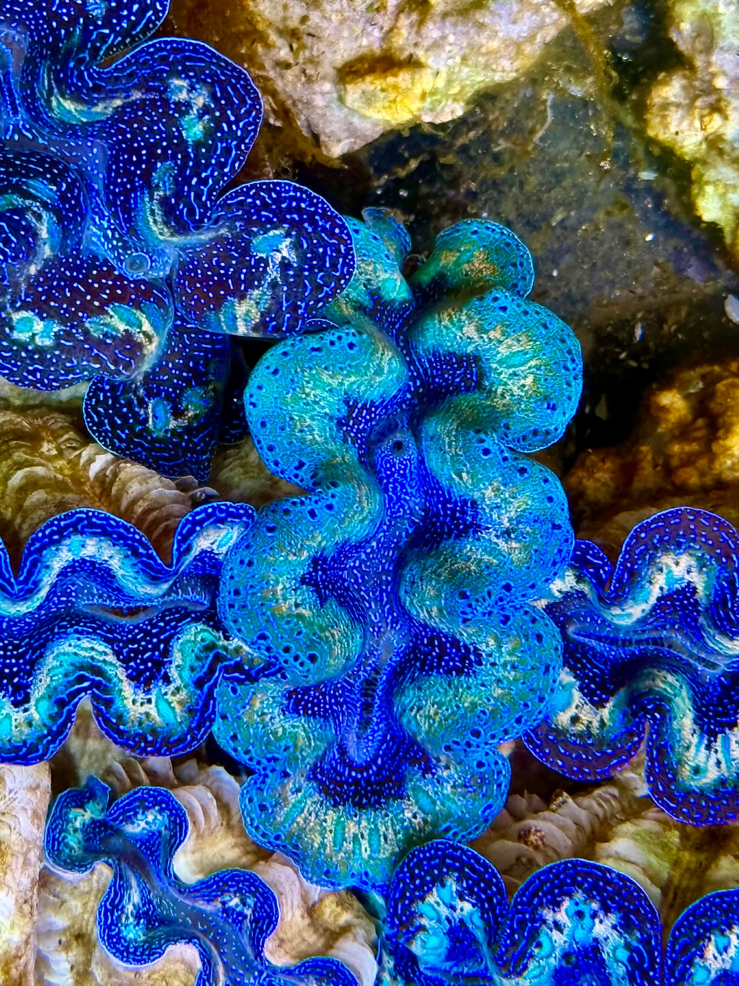 Captive Bred Cultured Rainbow Tridacna Clam 2” to 2.5 inches P