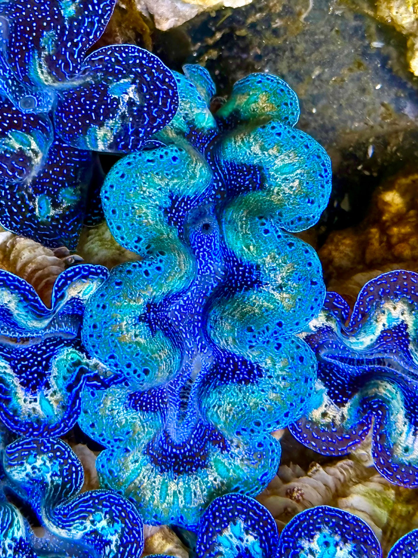 Captive Bred Cultured Rainbow Tridacna Clam 2” to 2.5 inches P