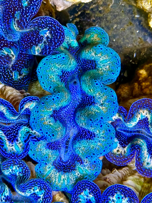 Captive Bred Cultured Rainbow Tridacna Clam 2” to 2.5 inches P