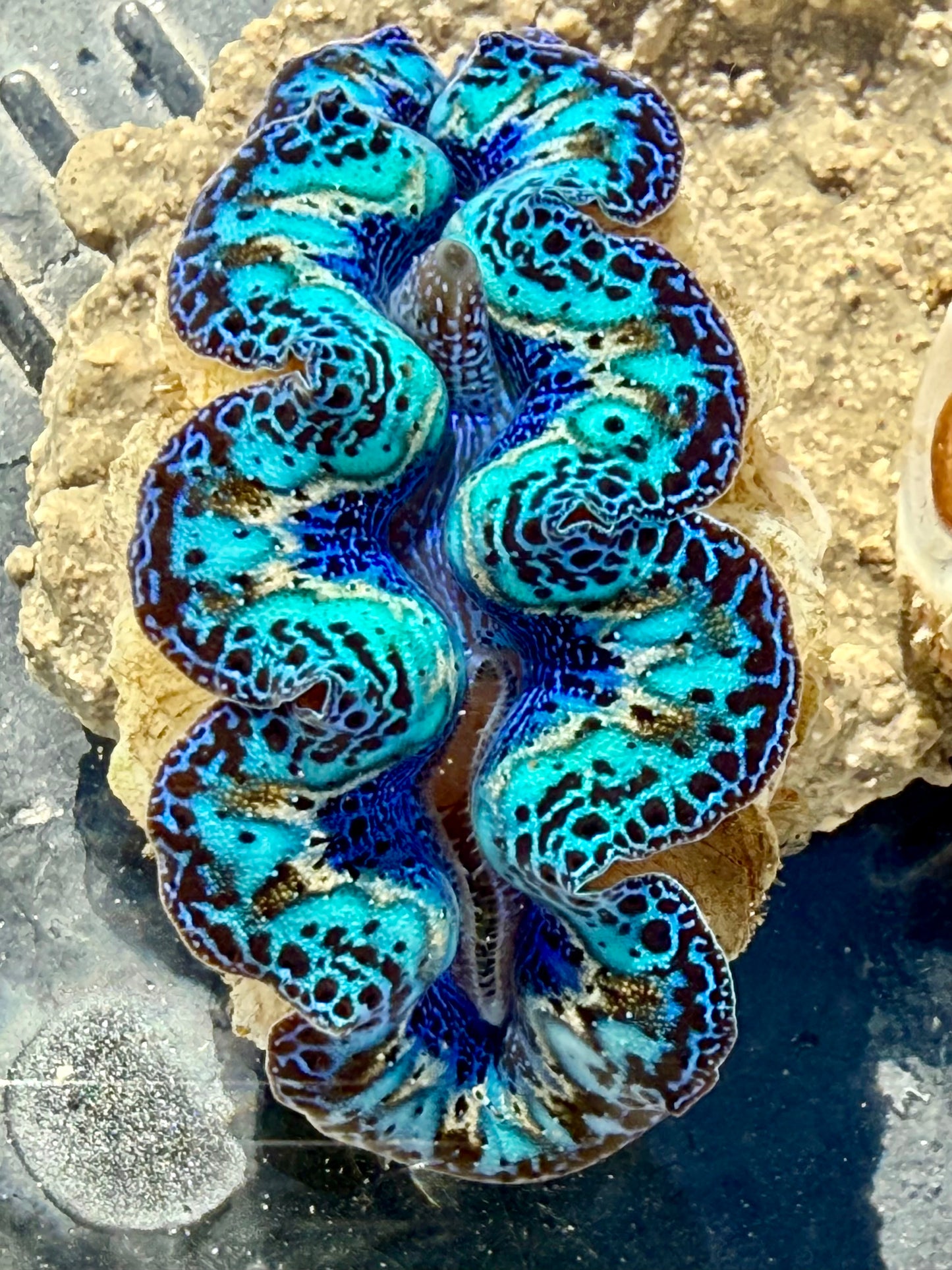 Captive Bred Cultured Rainbow Tridacna Clam 2” to 2.5 inches OD T1