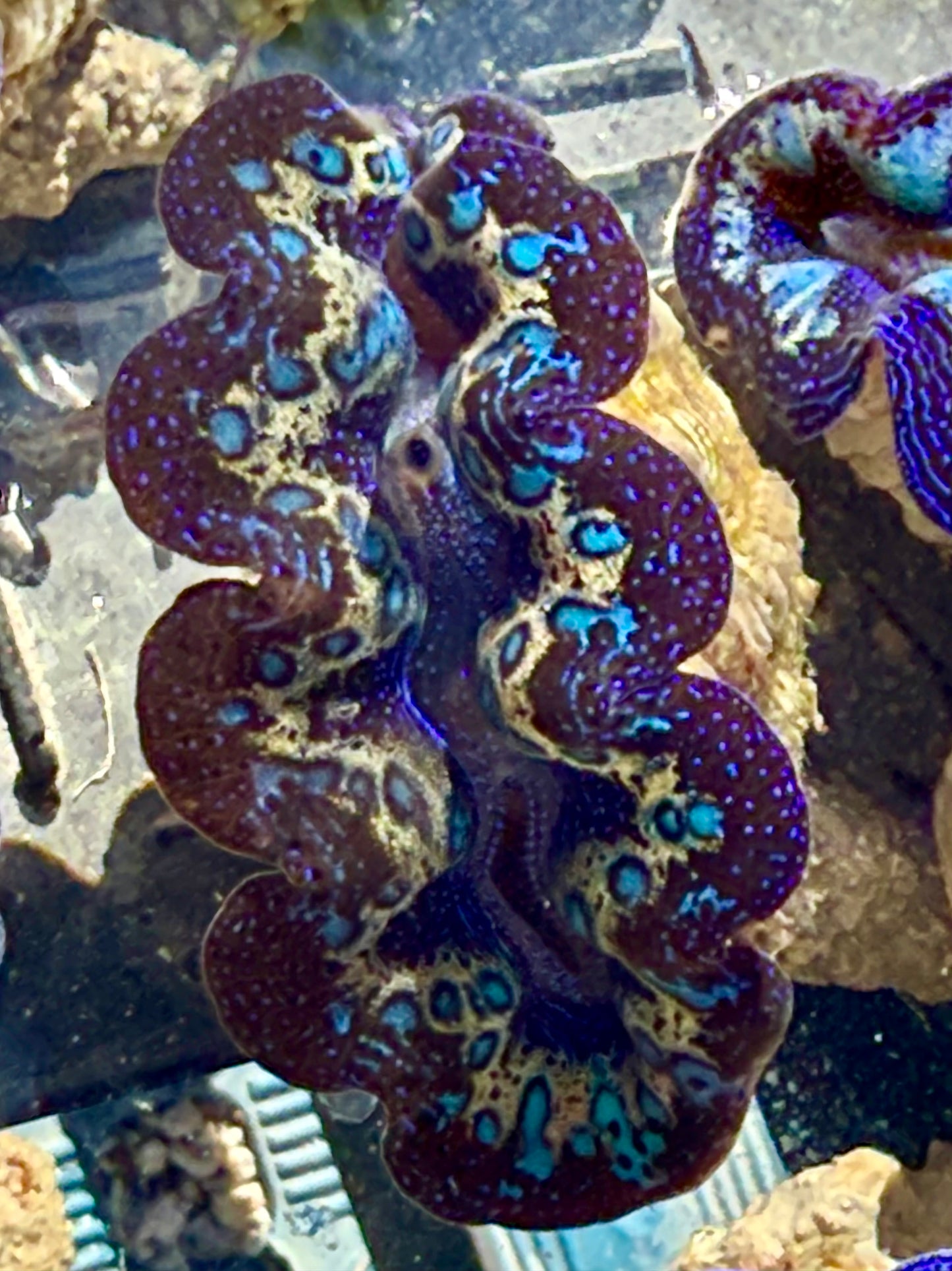 Captive Bred Cultured Rainbow Tridacna Clam 2” to 2.5 inches OD T1