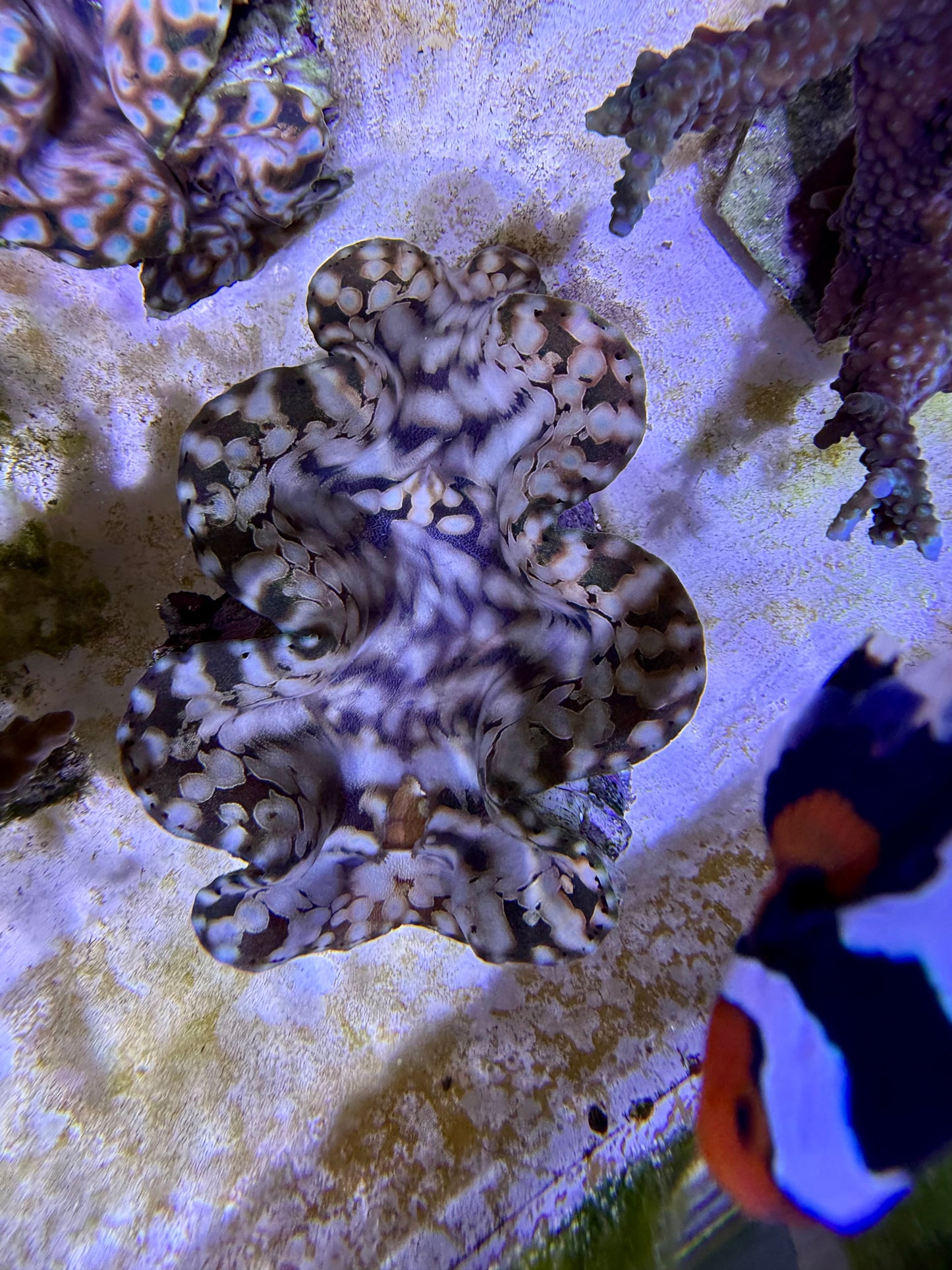 Squamosa premium Premium teardrop orange with blue dots and gold markings