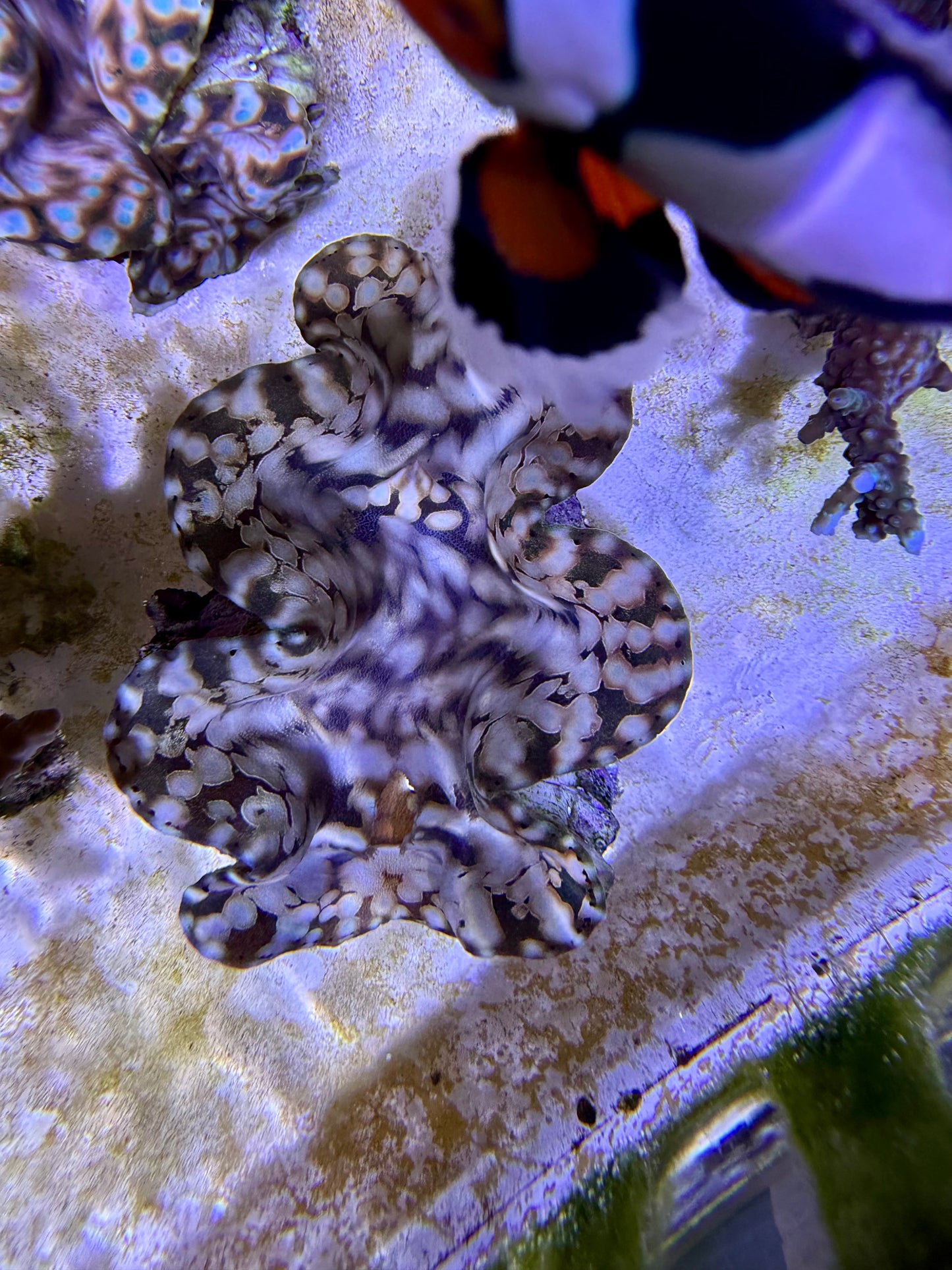 Squamosa premium Premium teardrop orange with blue dots and gold markings