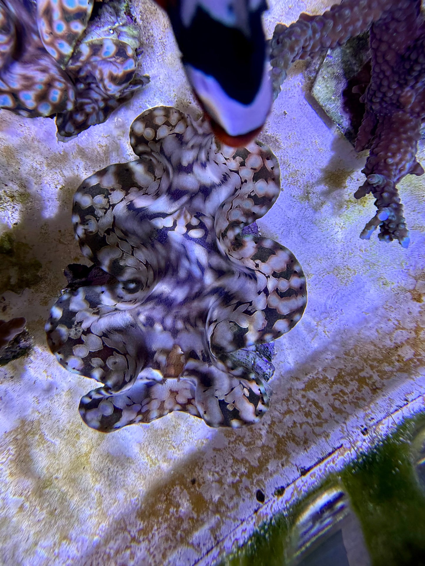 Squamosa premium Premium teardrop orange with blue dots and gold markings