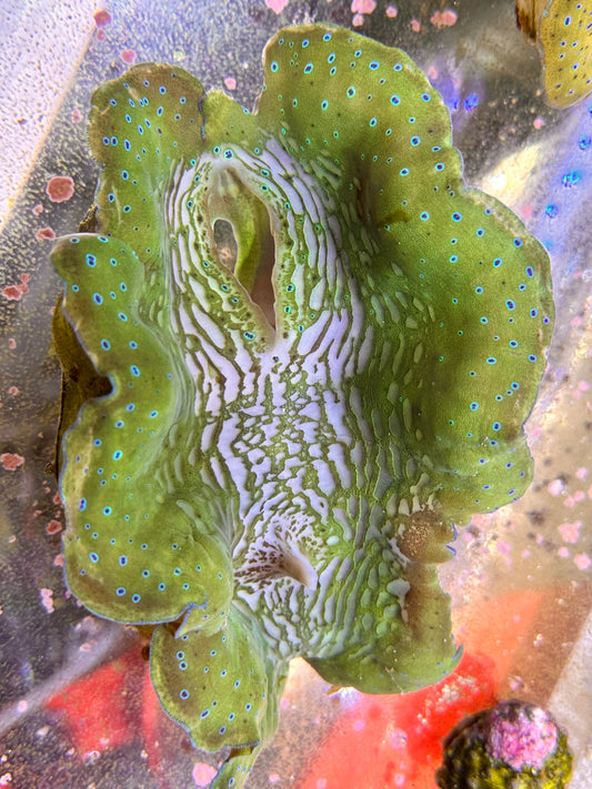 Green with Neon Baby Blue Dots Gigas Clam Large Size