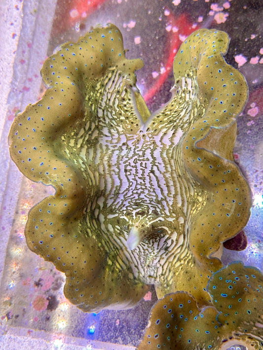 Gold with Neon Baby Blue Dots Gigas Clam Large Size