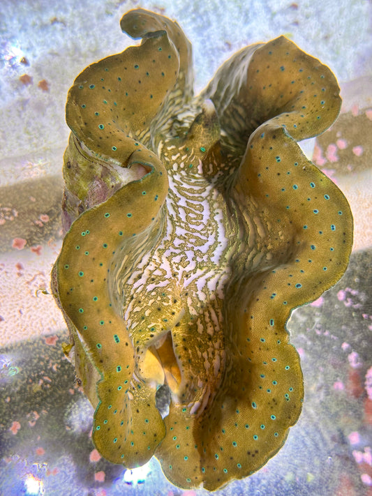 Gold with Green Dots Gigas Clam Large Size