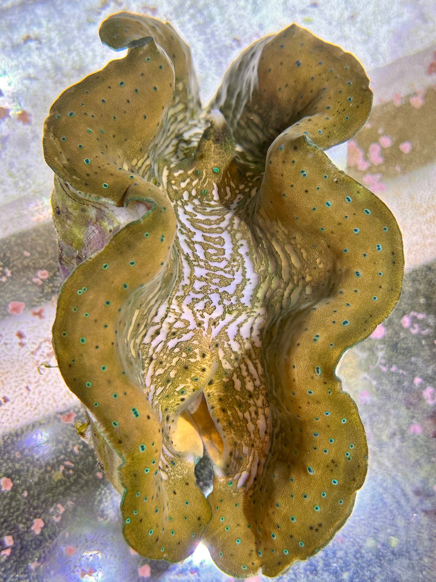 Gold with Green Dots Gigas Clam Large Size