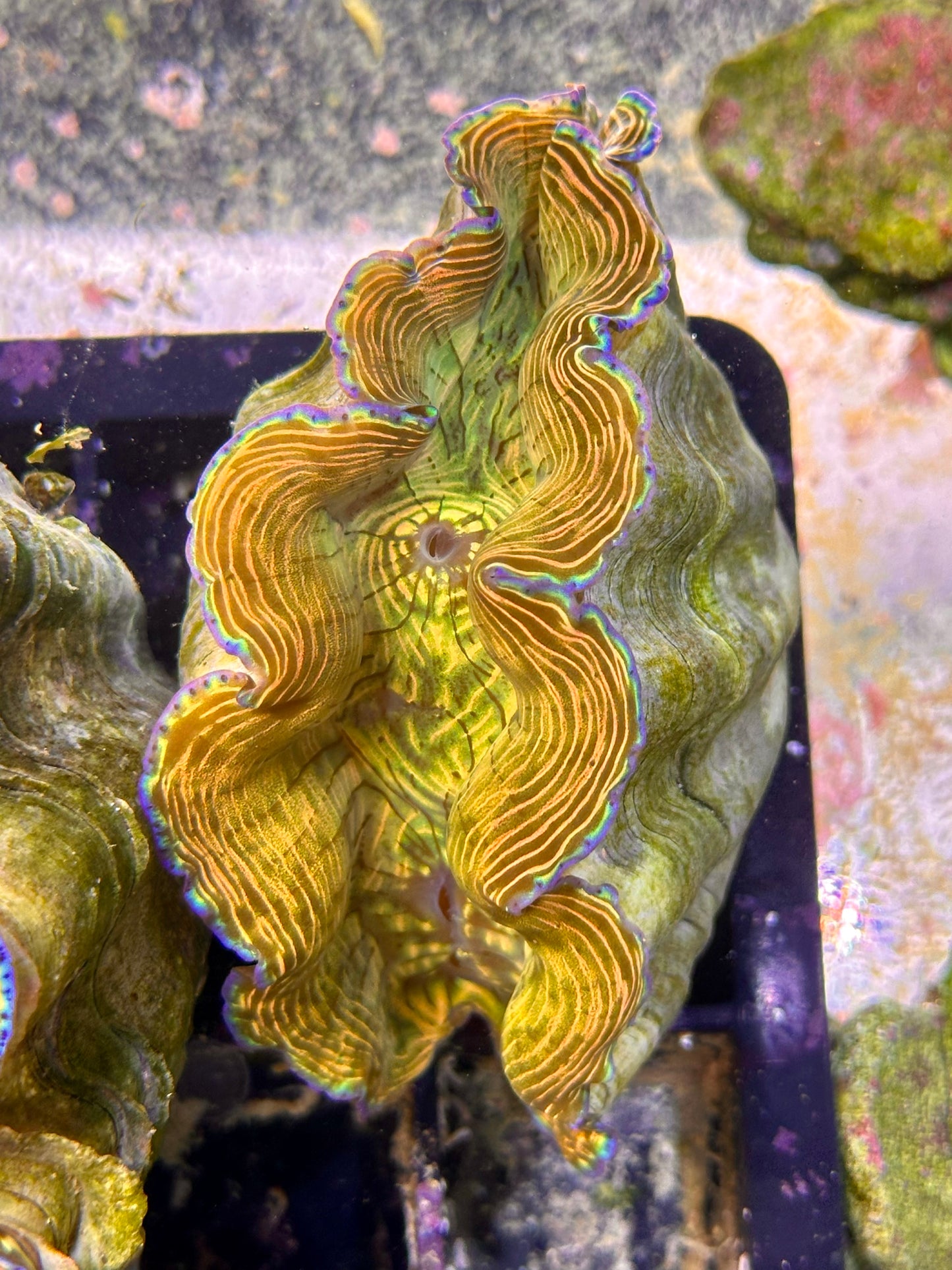 Orange, Gold and Yellow with Blue Rims Derasa Clam Medium Size