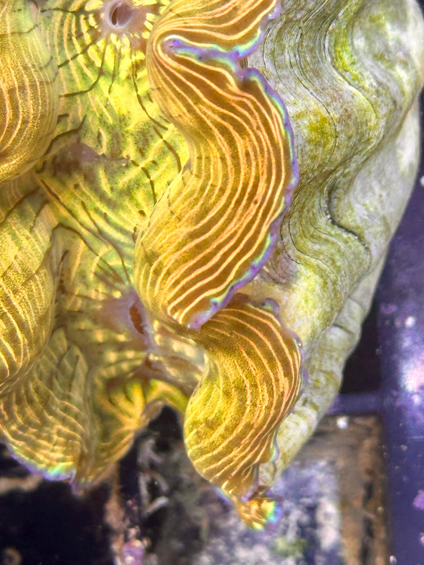 Orange, Gold and Yellow with Blue Rims Derasa Clam Medium Size