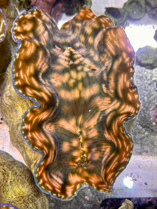 Redish Orange with Green and Yellow Patterns and White lines with Blue Rim Derasa Clam. Extra Large Size!