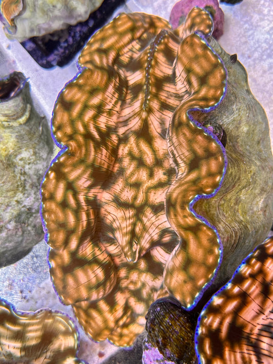 Orange Derasa Clam with dark patterns throughout with a blue rim. Extra Large Size!