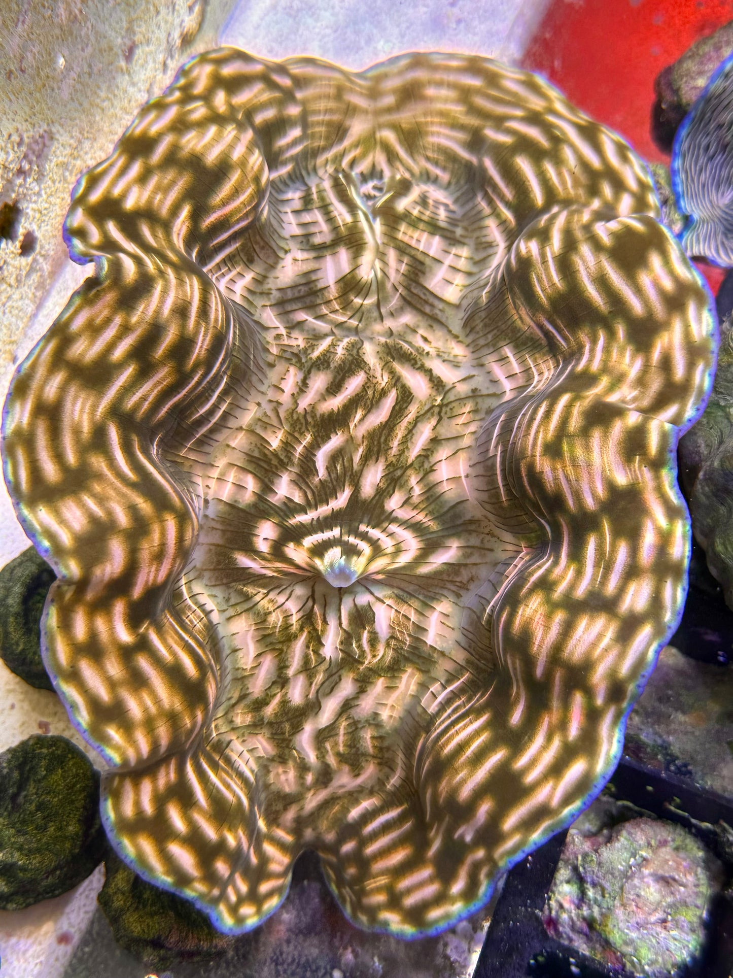 Orange with White lines and Dark Patterns Blue Rim Derasa Clam. Medium Size