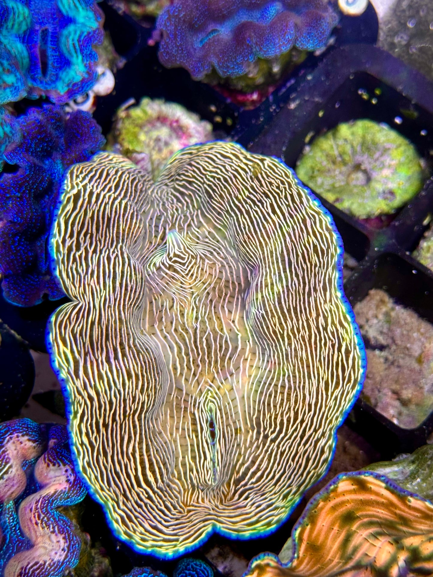 Orange Lined Derasa Clam