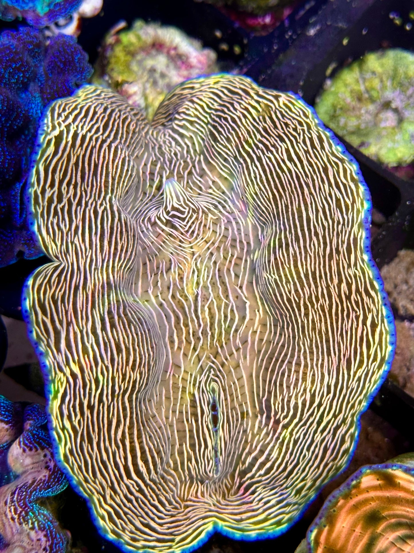 Orange Lined Derasa Clam