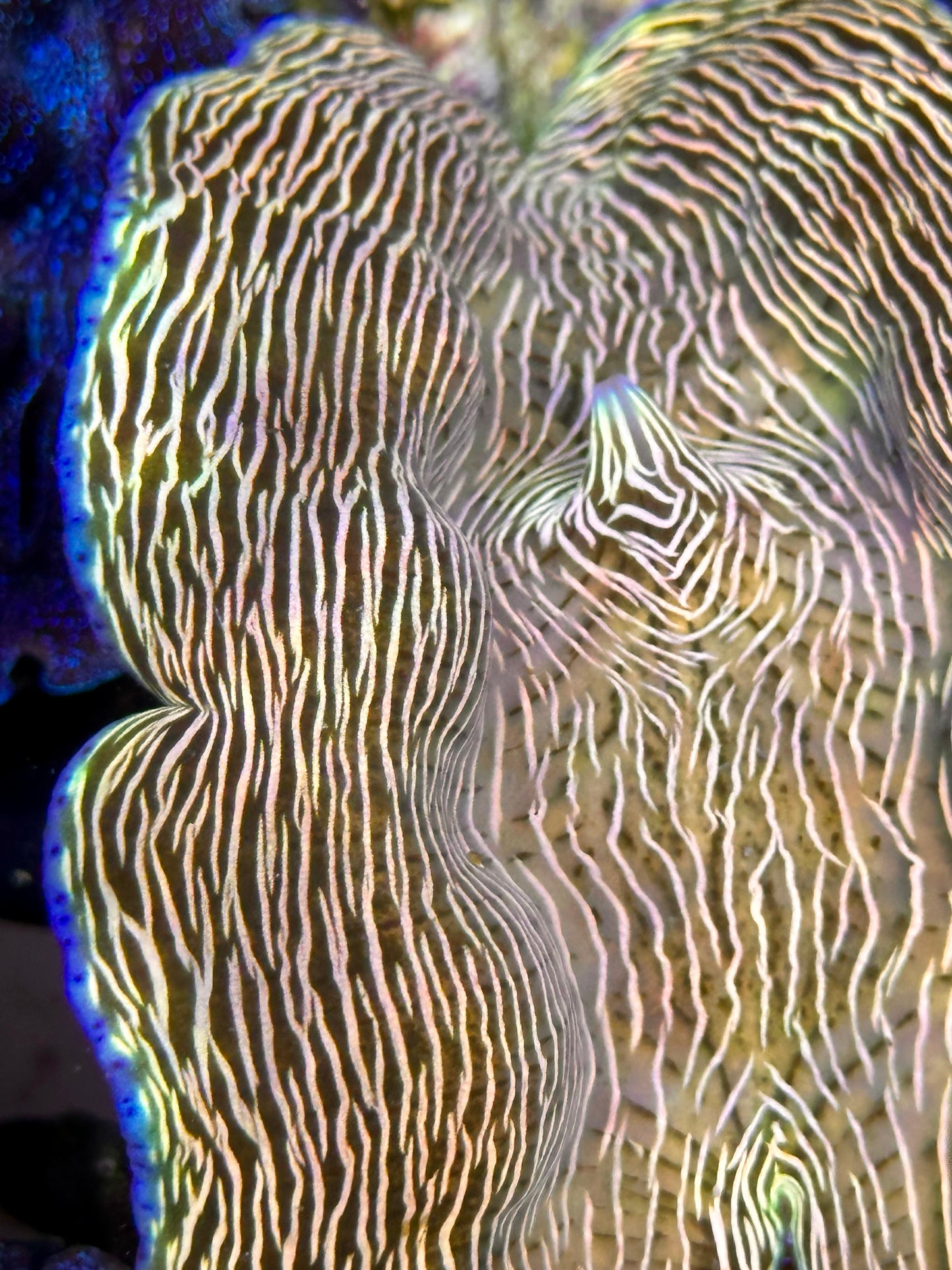 Orange Lined Derasa Clam