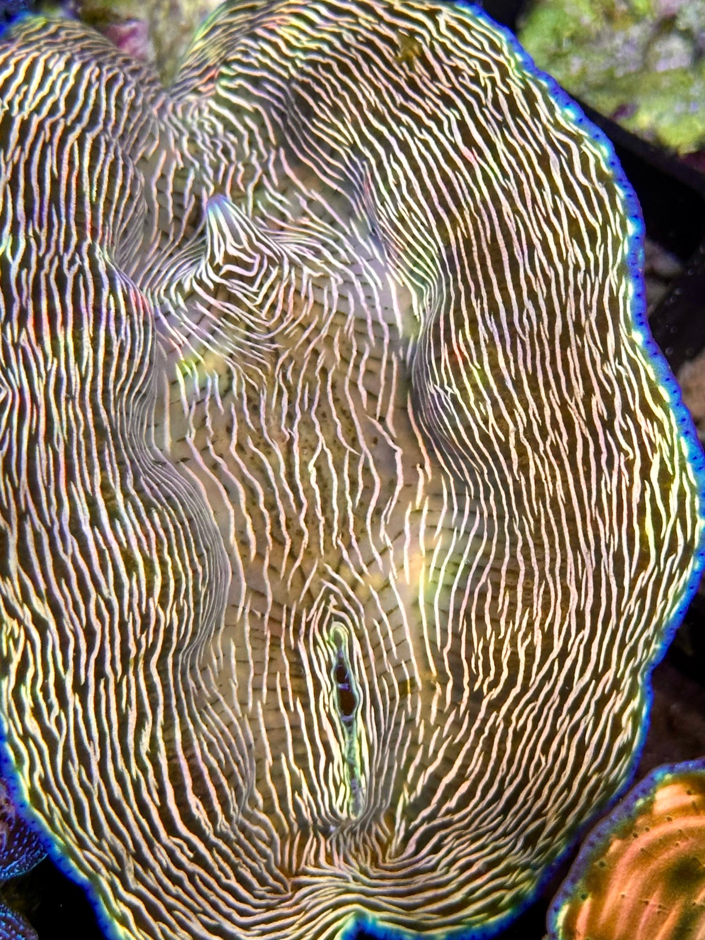 Orange Lined Derasa Clam