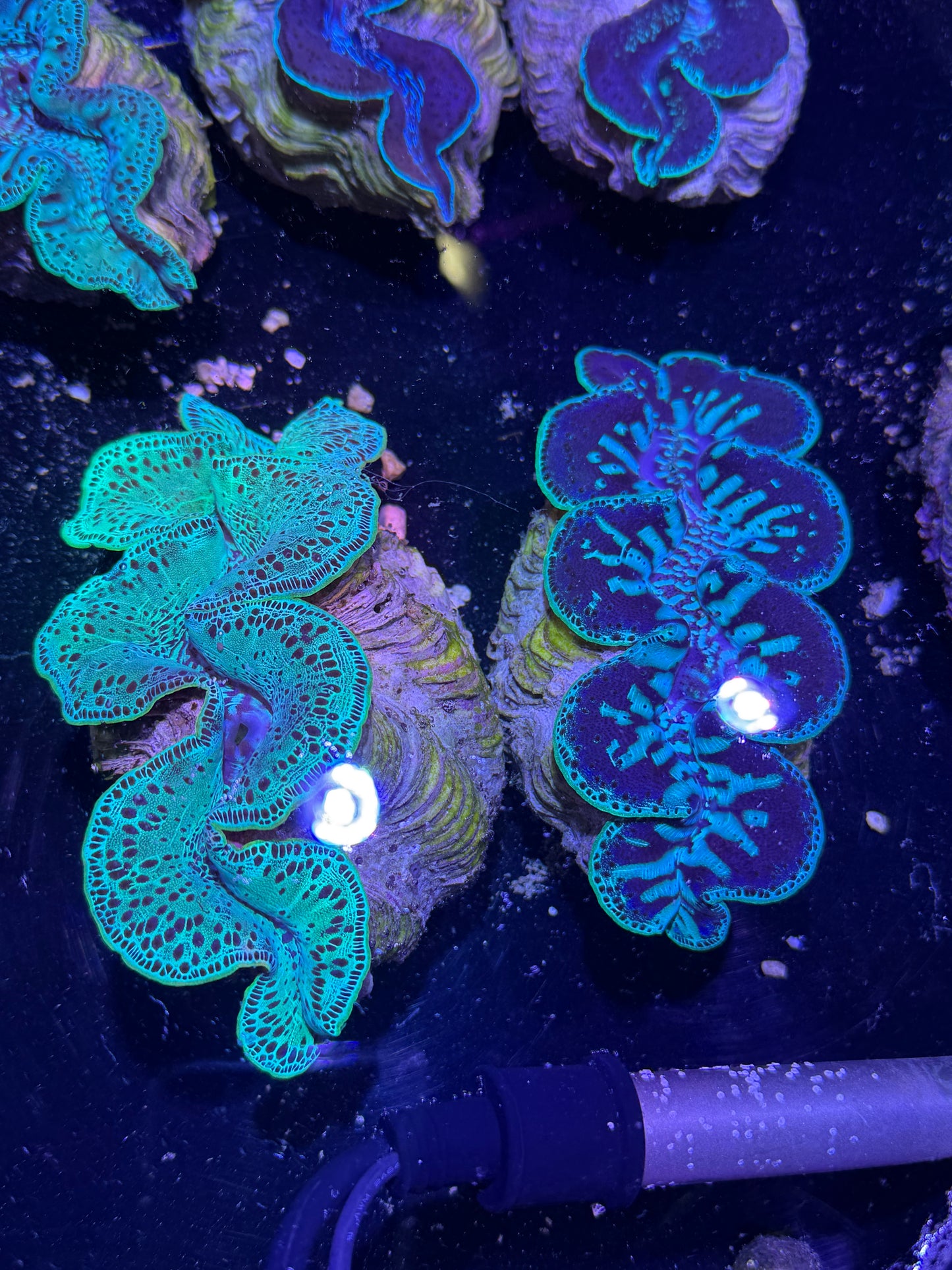 Maxima Clam 5" to 6"