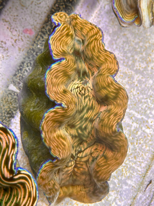 Orange Lined Derasa Clam