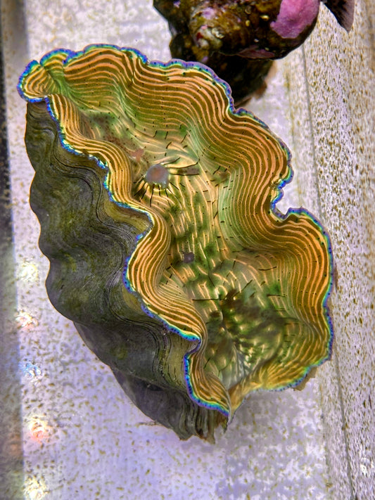 Gorgeous Orange and Green with amazing lines Derasa Clam