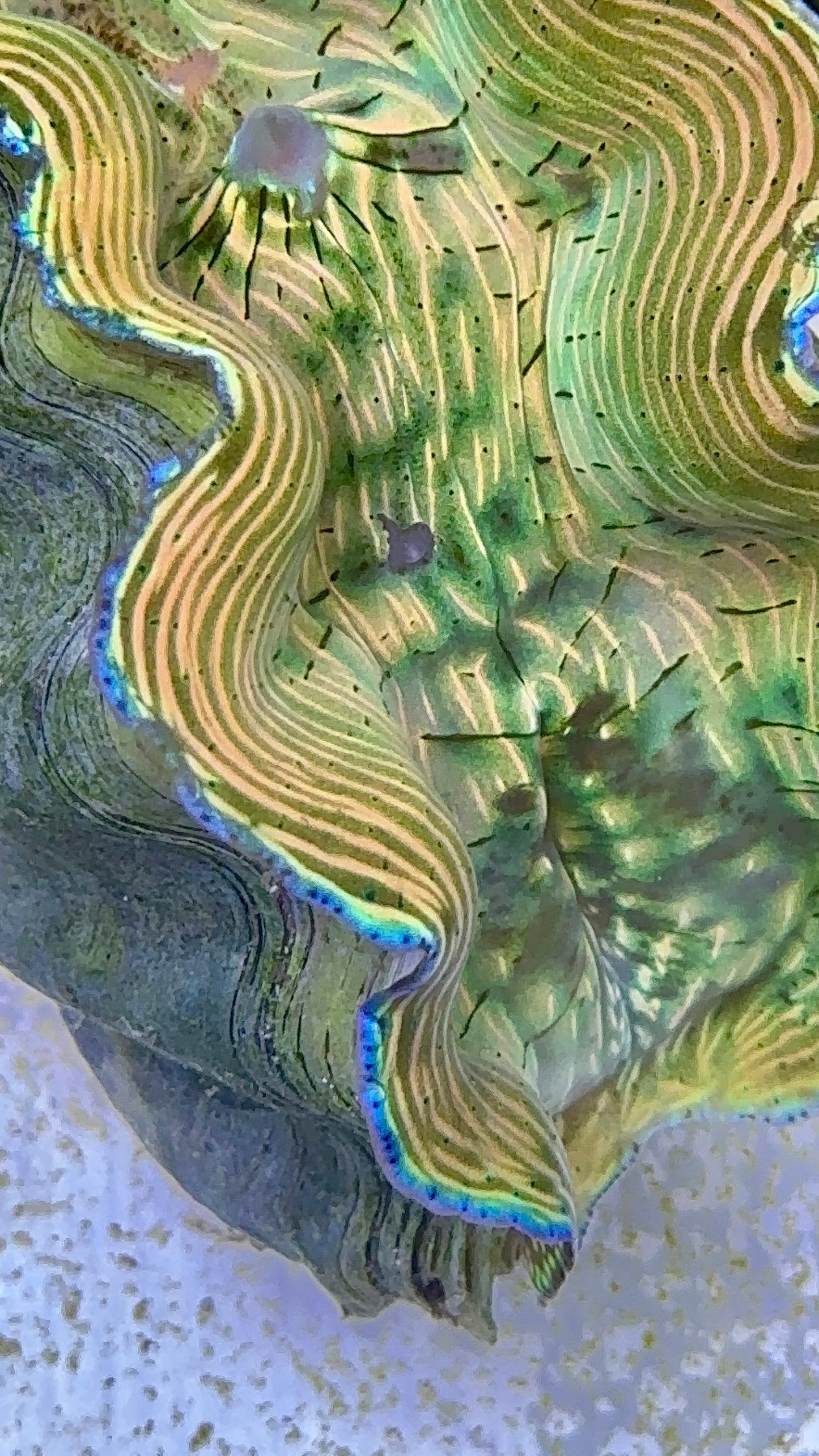 Gorgeous Orange and Green with amazing lines Derasa Clam