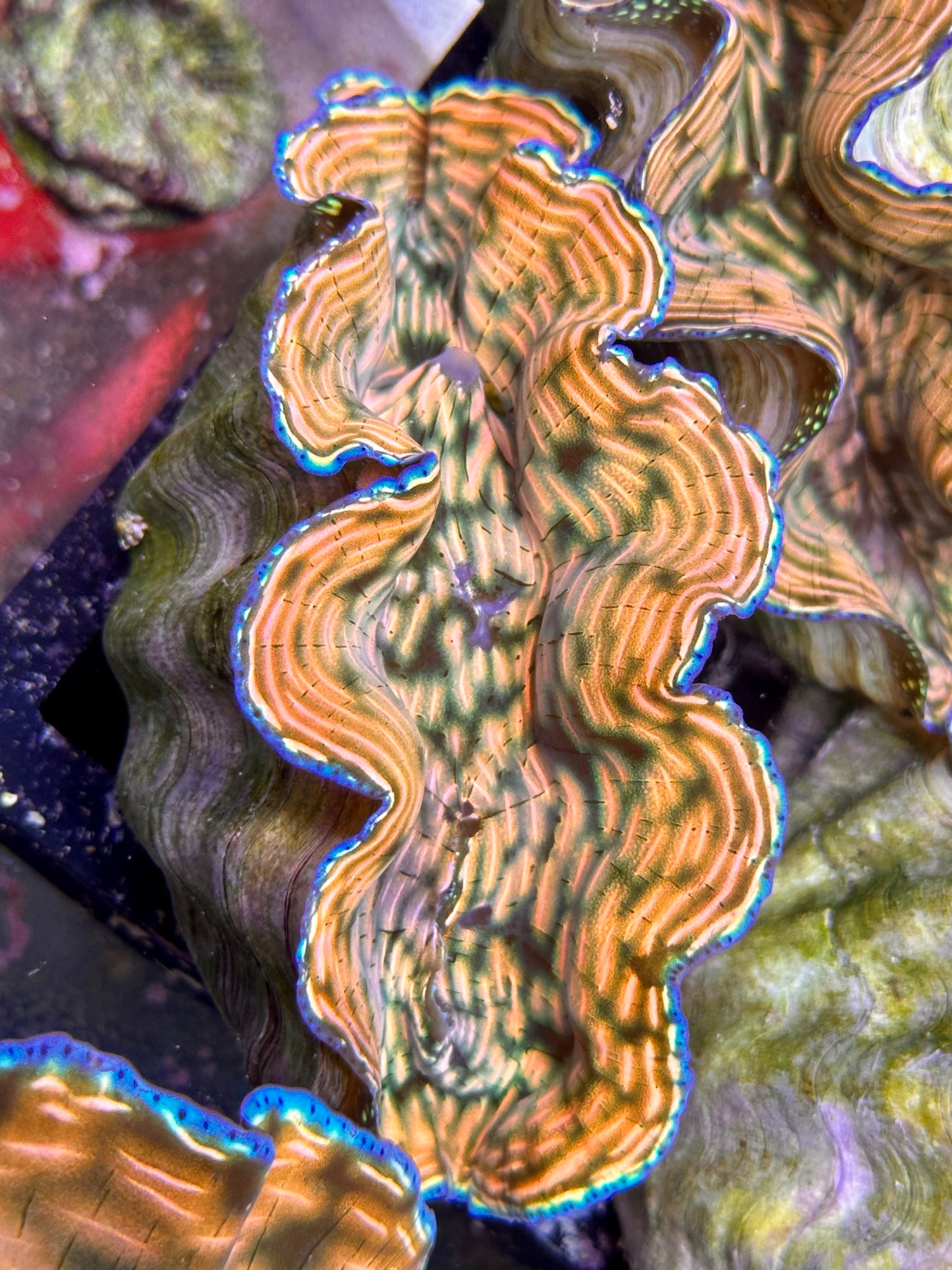 Ultra Reddish Orange with Yellow and Green Derasa Clam