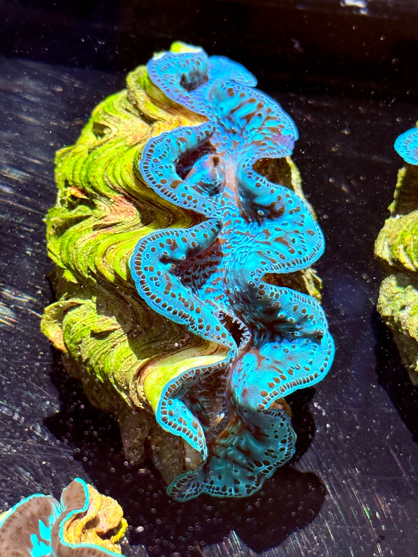 Maxima Clam 5" to 6"