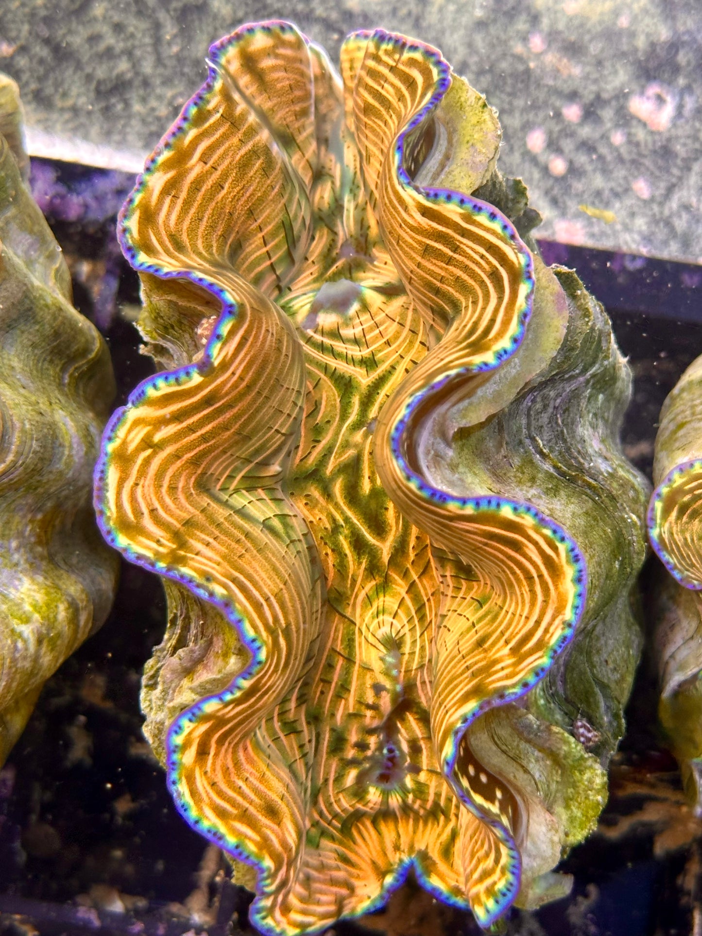 Gorgeous Reddish Orange and Green Derasa Clam