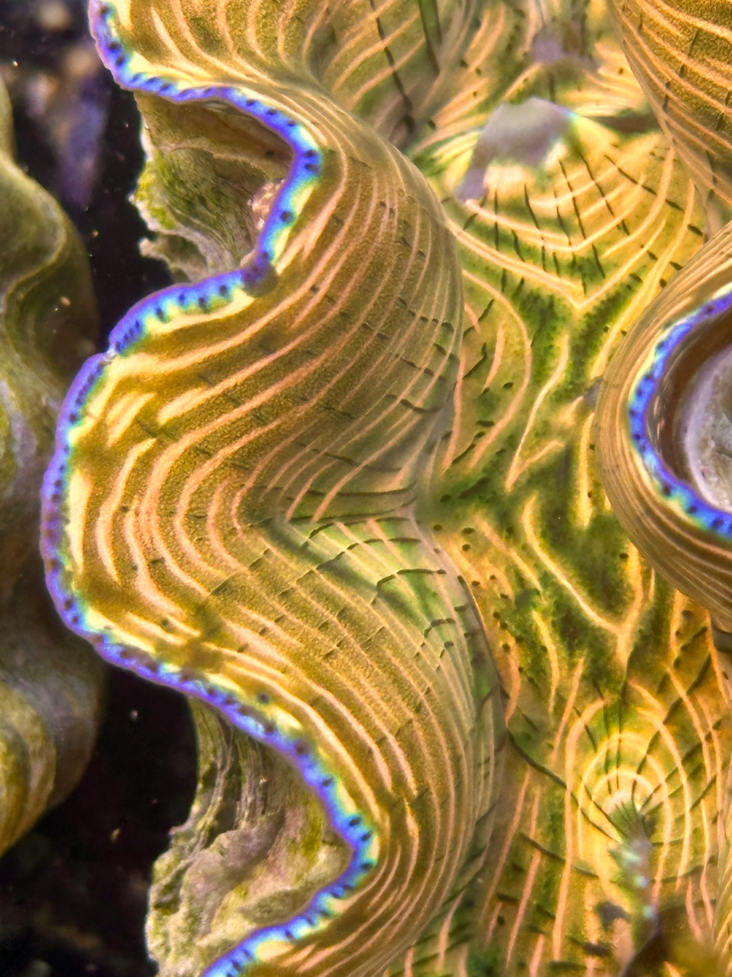 Gorgeous Reddish Orange and Green Derasa Clam