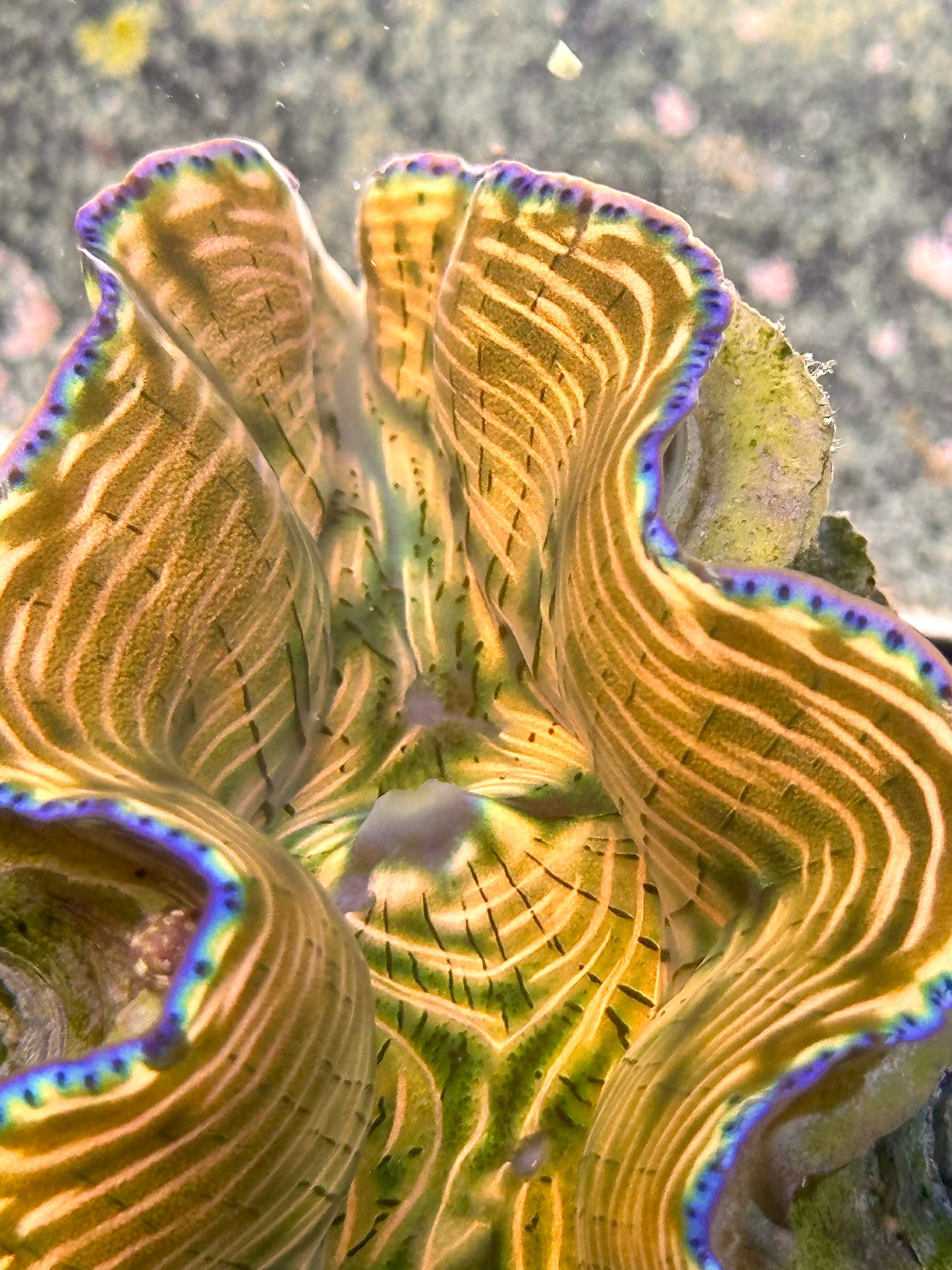 Gorgeous Reddish Orange and Green Derasa Clam