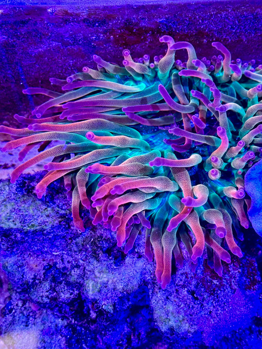 Ultra Rainbow Rose Anemone