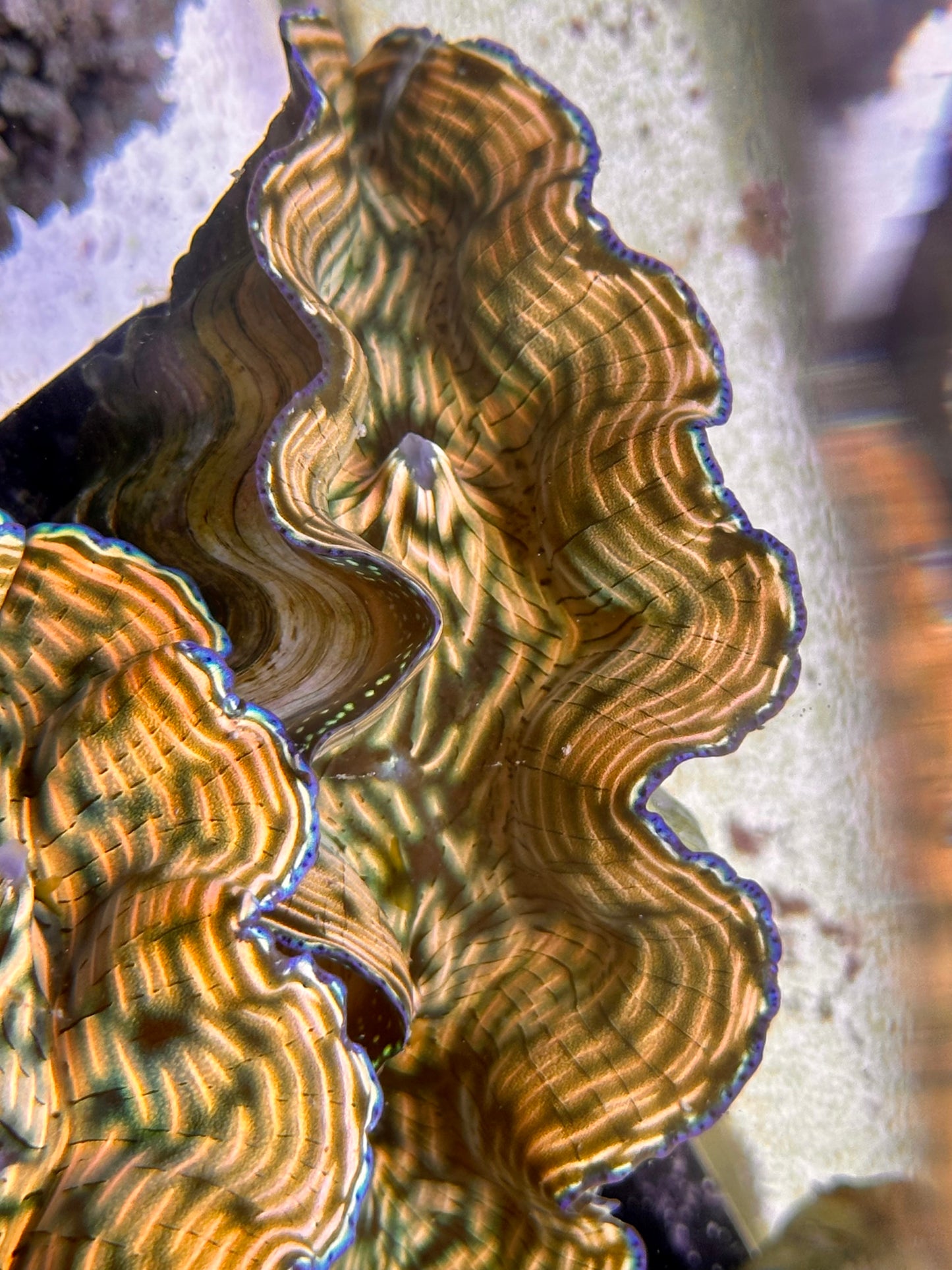 Orange, Yellow, Green Lined Derasa Clam