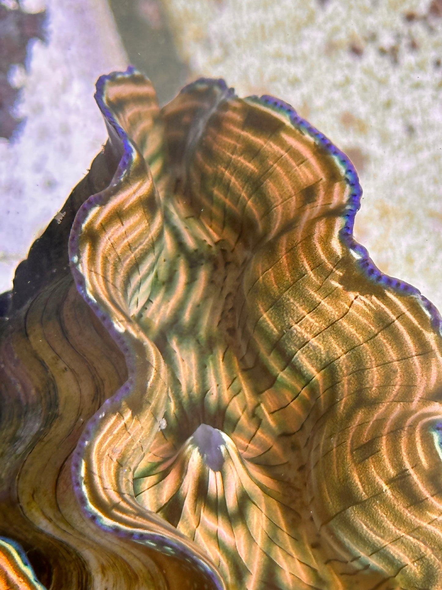 Orange, Yellow, Green Lined Derasa Clam