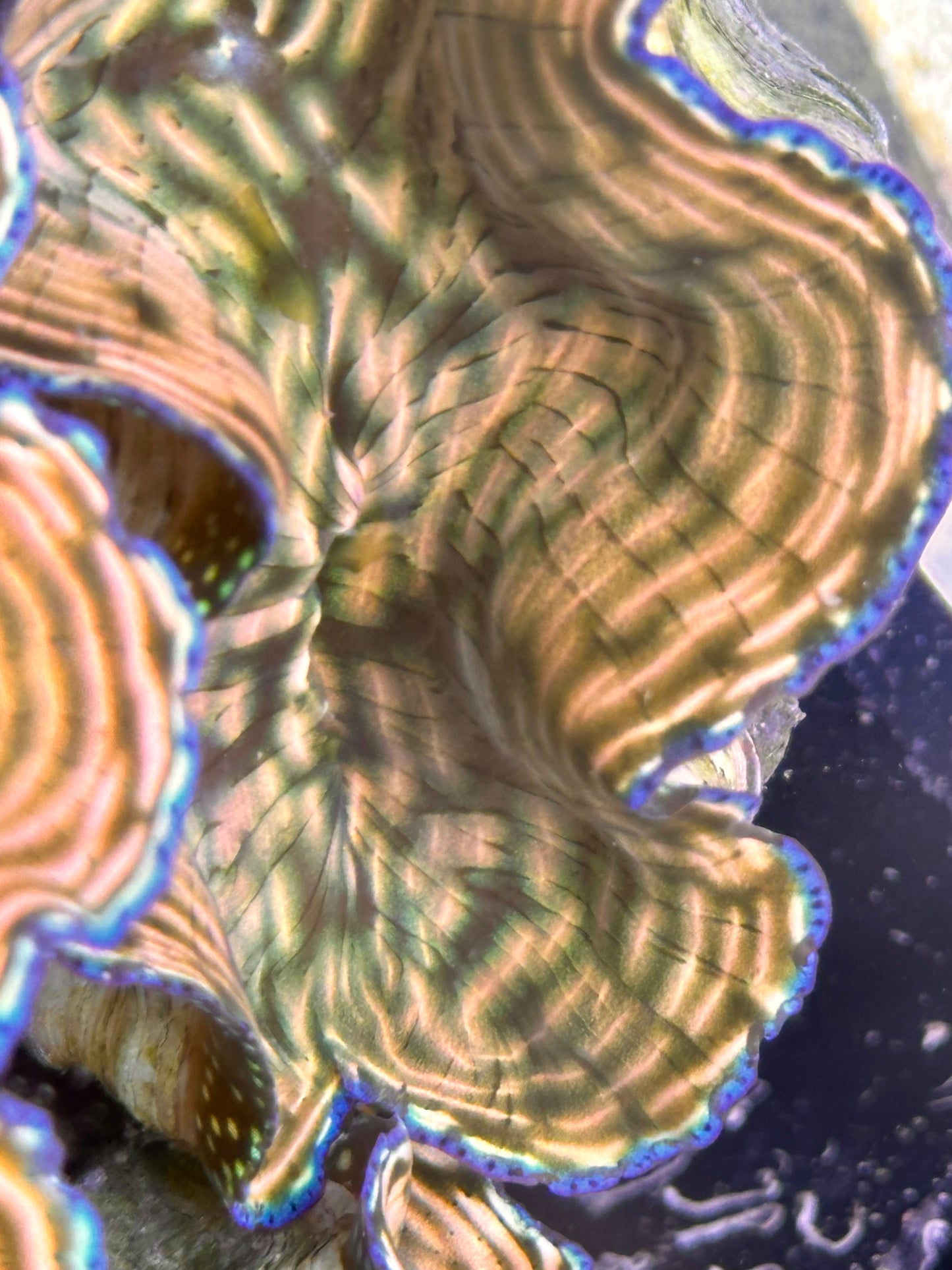 Orange, Yellow, Green Lined Derasa Clam