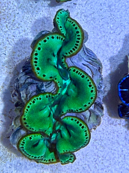 Cultured Maxima Clam Green with black dots