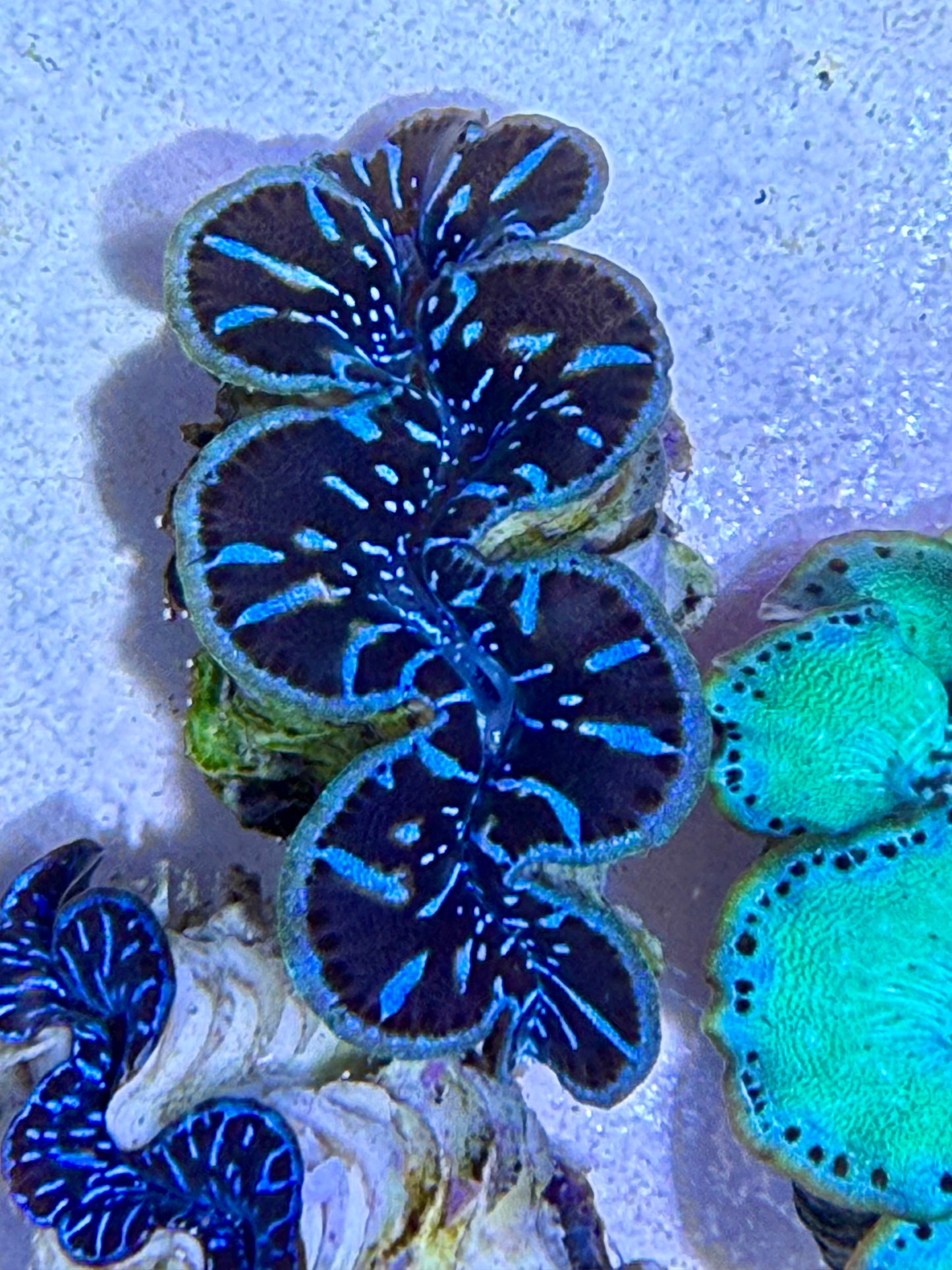 Cultured Maxima Clam with black mantle and electric blue lines