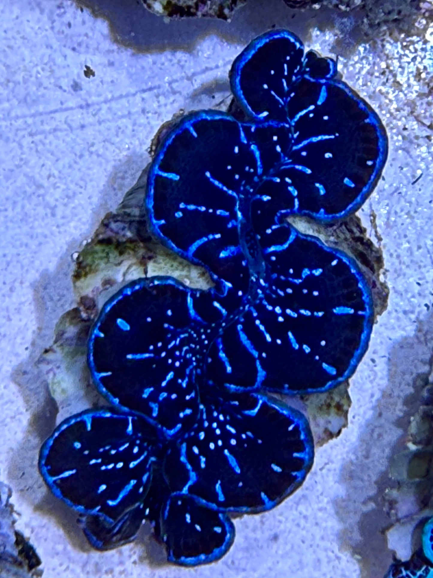 Cultured Maxima Clam black mantle with electric blue lines