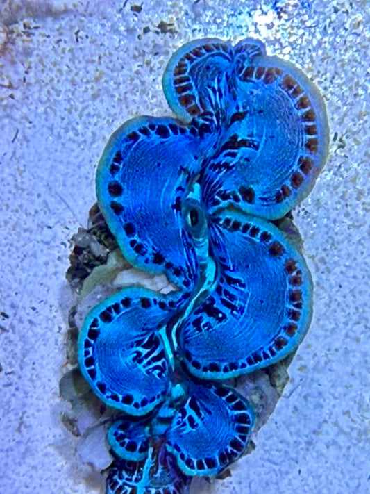 Cultured Maxima Clam baby blue with green line lips and black dots