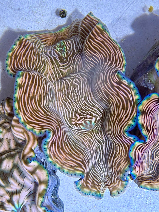 Cultured Derasa Clam with green and orange lines
