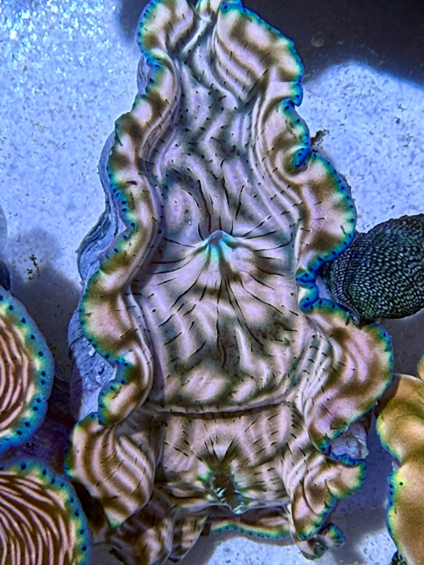 Cultured Derasa Clam with tiger lines