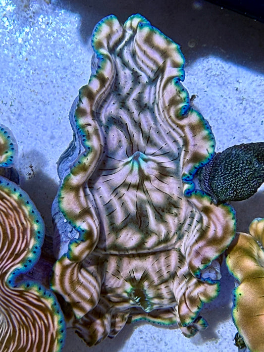 Cultured Derasa Clam with tiger lines