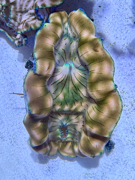 Cultured Derasa Clam deluxe gold with green