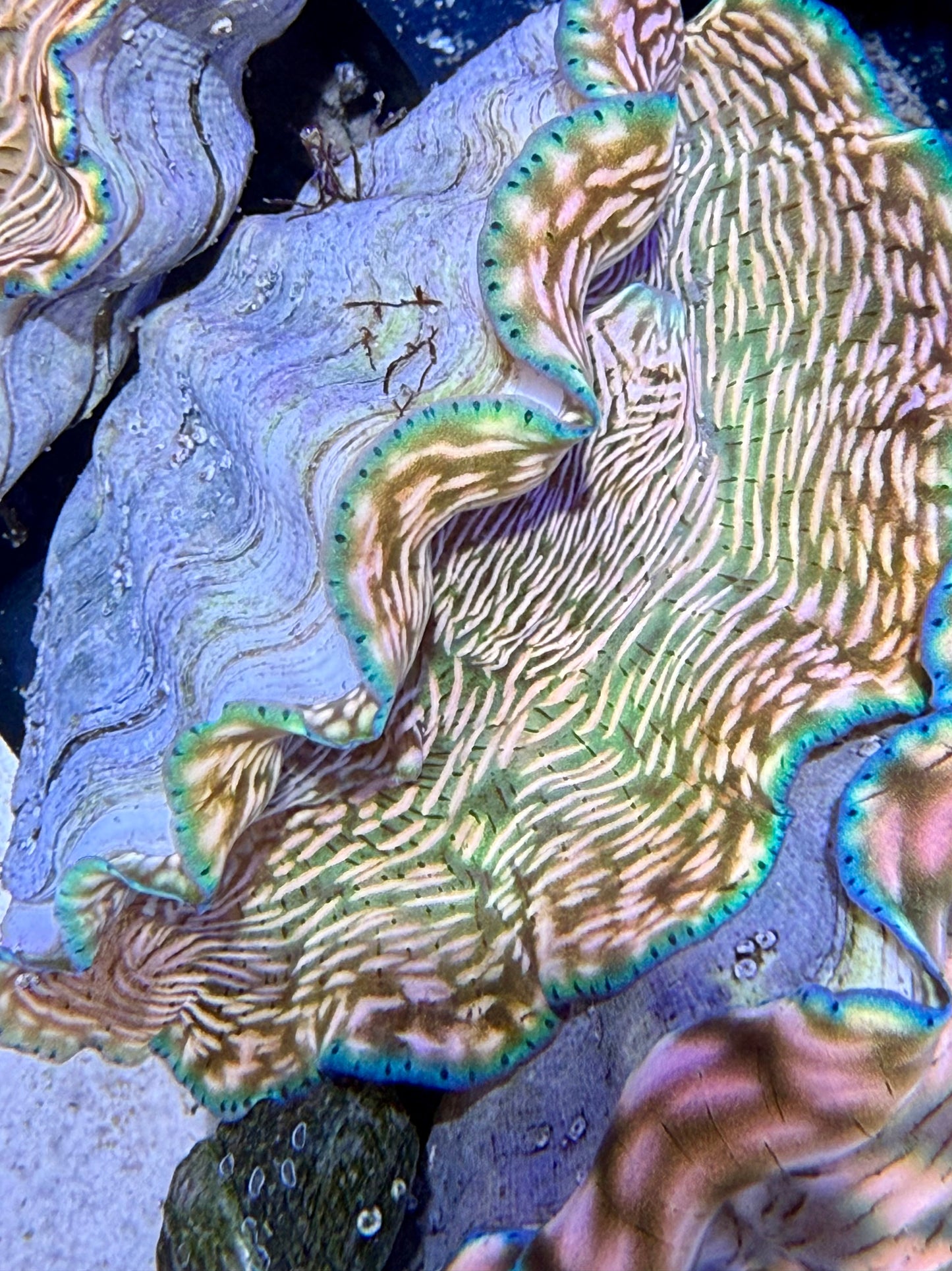Cultured Derasa Clam with orange lines