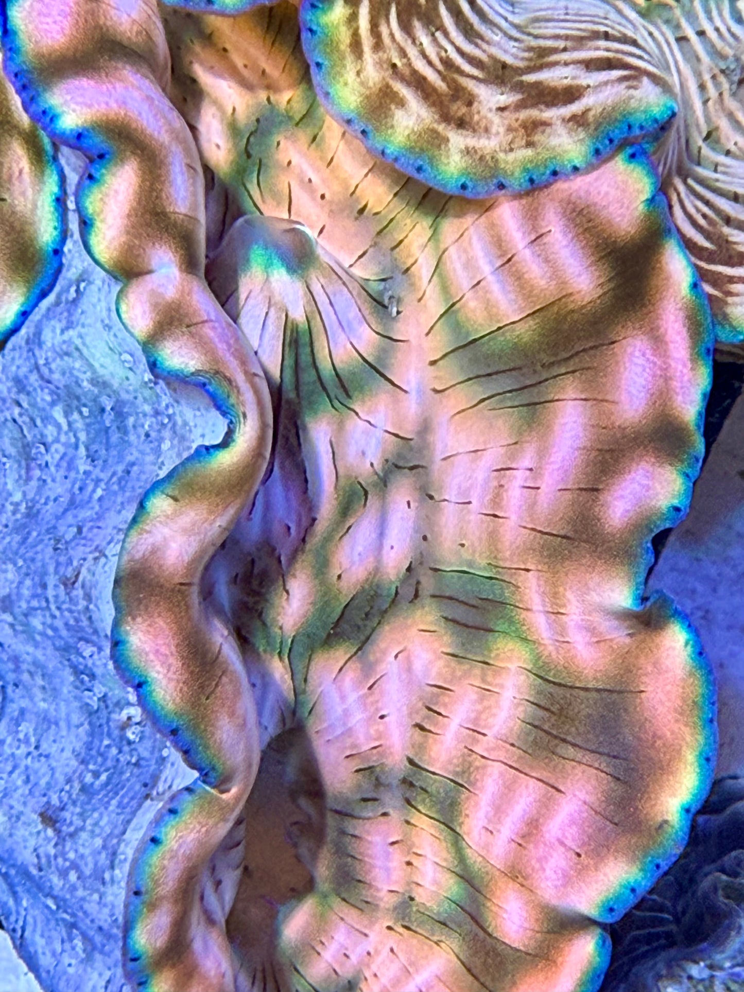 Cultured Rare Derasa Clam pinkish color